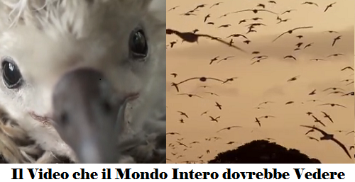 Il Video che il Mondo Intero dovrebbe Vedere. 